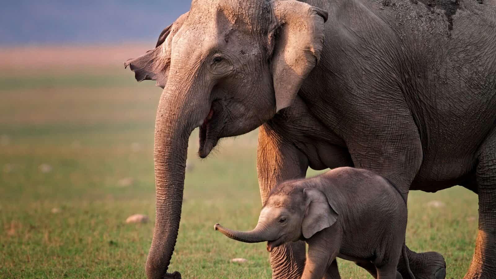 Munnar - Thekkady